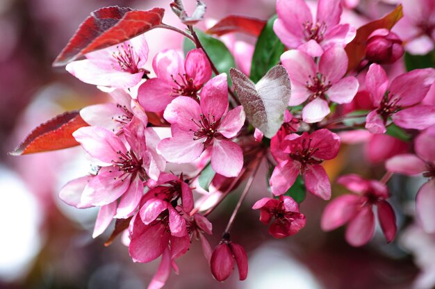 fiori rosa del melo del paradiso in fiore