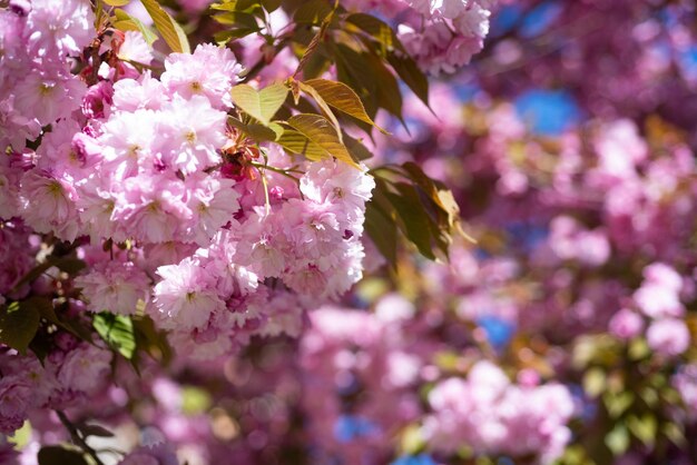 Fiori rosa dell'albero di sakura in fiore nel fuoco selettivo primaverile