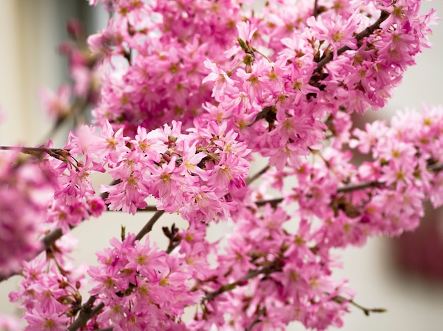 Fiori rosa dell'albero di sakura Sfondo naturale dei fiori di ciliegio