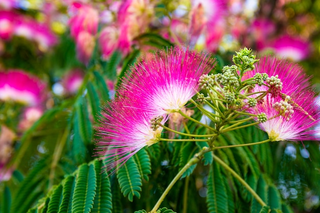 Fiori rosa dell'albero tropicale albicia da vicino