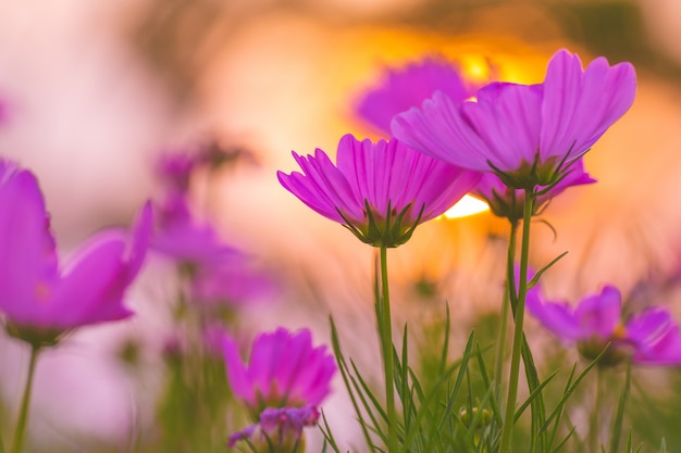 Fiori rosa dell&#39;universo al tramonto, fuoco molle