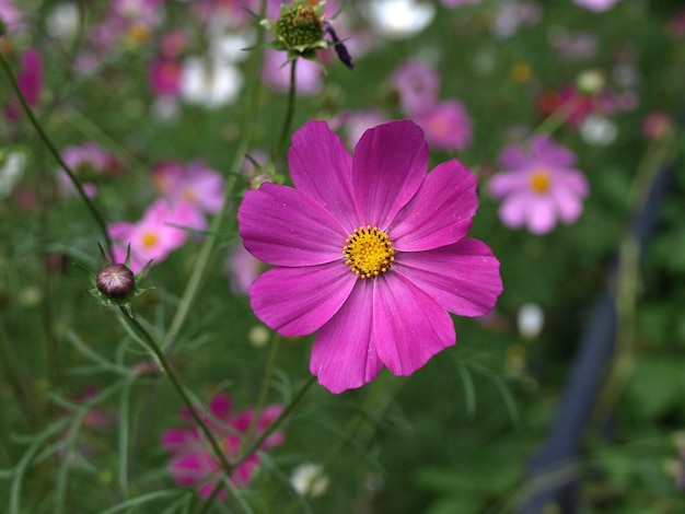 Fiori rosa dell'universo in fiore nel giardino