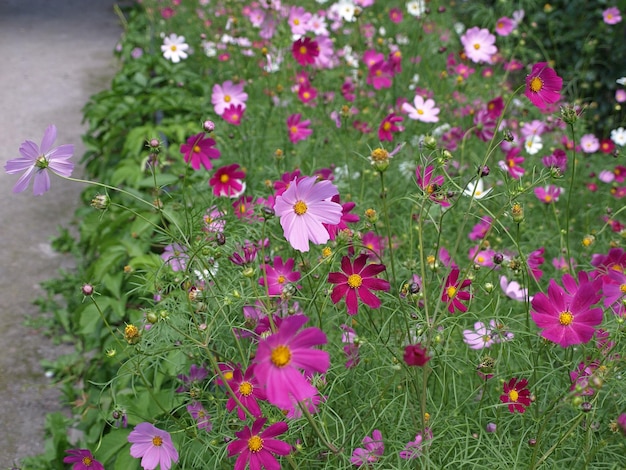 Fiori rosa dell'universo in fiore nel giardino