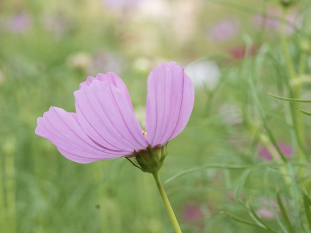 Fiori rosa dell&#39;universo nel giardino