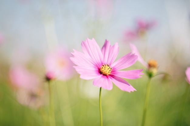 Fiori rosa dell'universo si chiudono