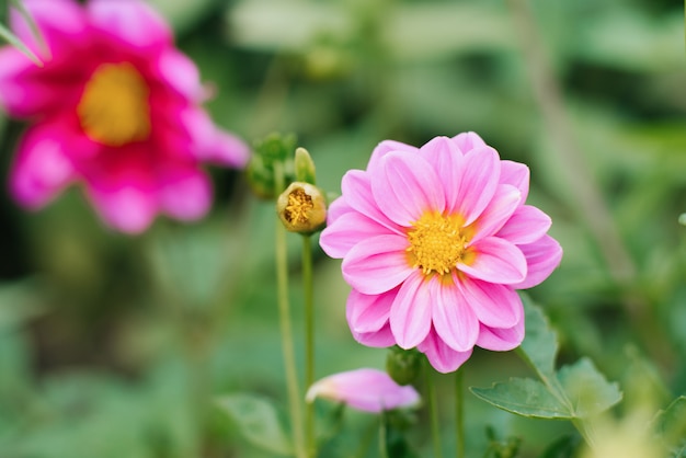 Fiori rosa della dalia nel giardino di estate.