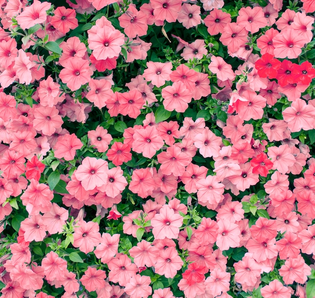 Fiori rosa della petunia che sbocciano nel giardino