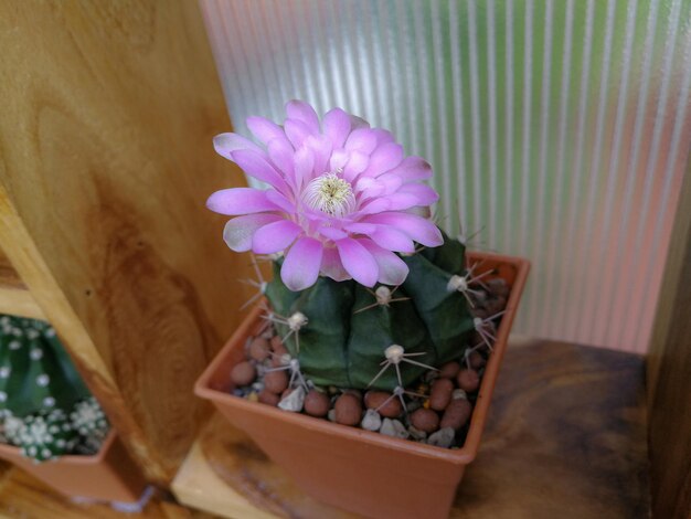 Fiori rosa delle piante di cactus Gymnocalycium cactus specie