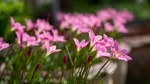 Fiori rosa di anemoni all'aperto in primavera estate primo piano su sfondo turchese con messa a fuoco selettiva morbida