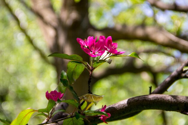 Fiori rosa di crabapple sul ramo di un albero in primavera