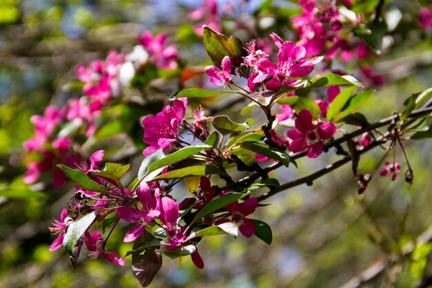 Fiori rosa di crabapple sul ramo di un albero in primavera