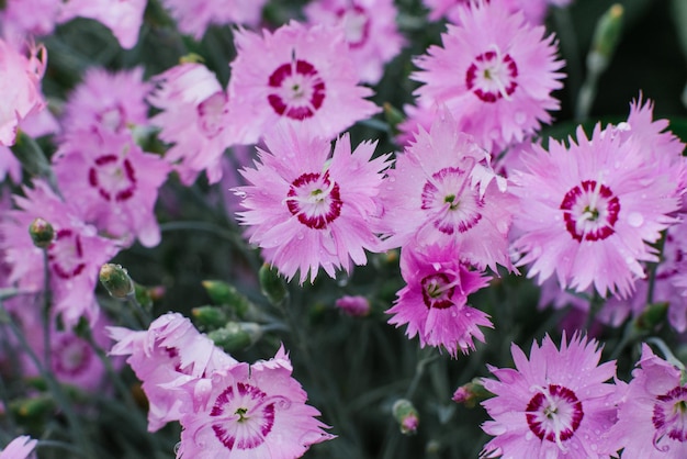 Fiori rosa di Dianthus plumerias grande padella in estate in giardino