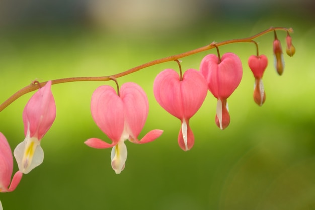 Fiori rosa di dicenter