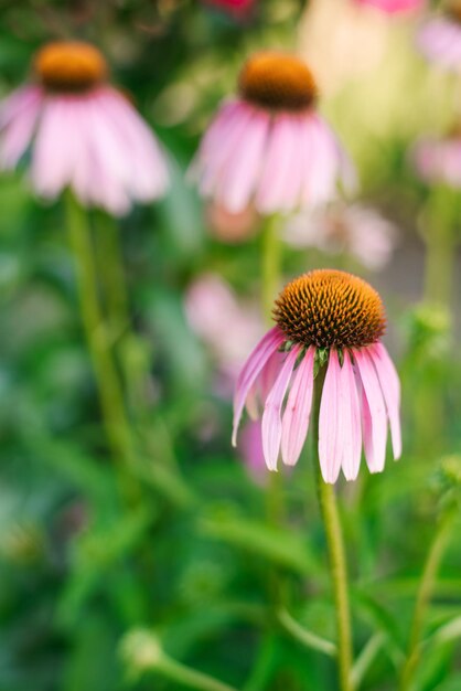 Fiori rosa di Echinacea purpurea in giardino in estate