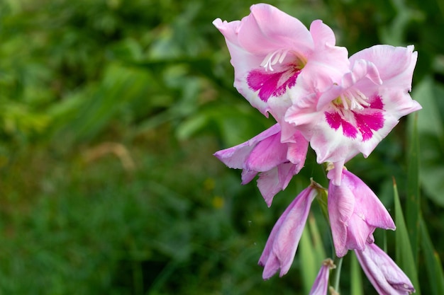 Fiori rosa di gladiolo su sfondo verde