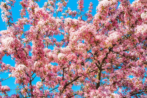 Fiori rosa di melo in fiore contro il cielo blu