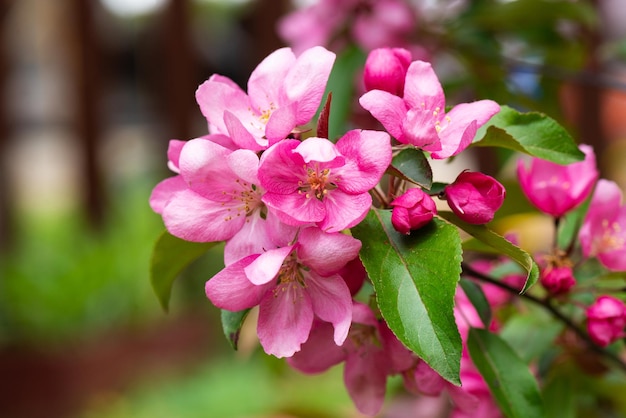 Fiori rosa di melo su un ramo nel cortile