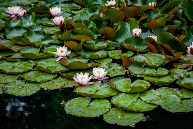 Fiori rosa di ninfee su uno stagno