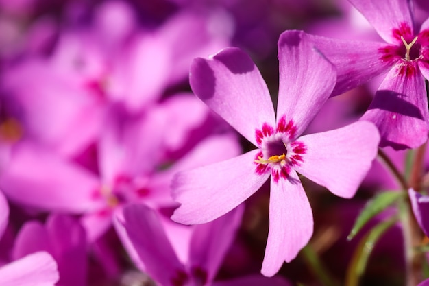 Fiori rosa di phlox strisciante in primavera sfondo floreale