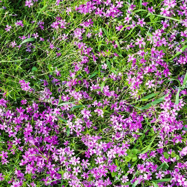 Fiori rosa di phlox subulata sul prato verde