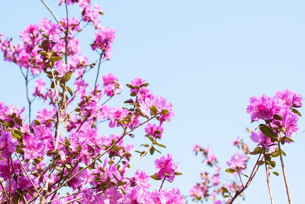 Fiori rosa di un grande rododendro cespuglio sullo sfondo del cielo blu.