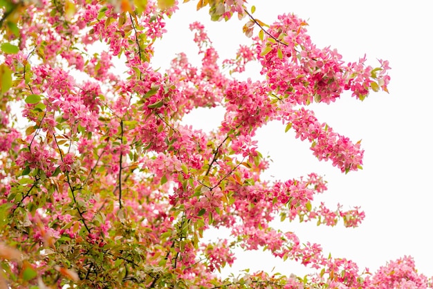 Fiori rosa di un melo Giardino fiorito primaverile