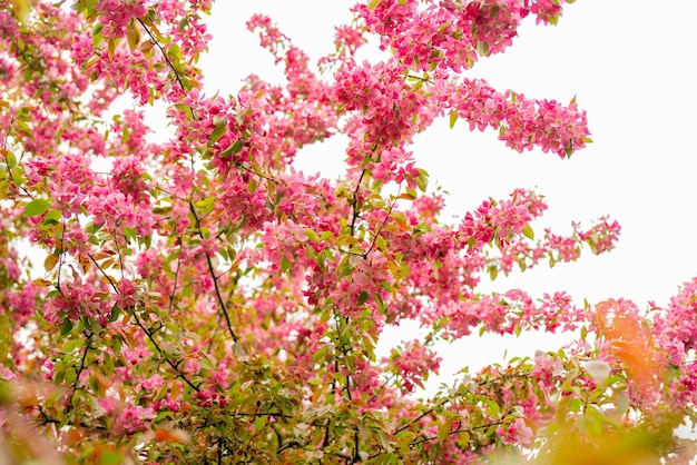 Fiori rosa di un melo Giardino fiorito primaverile