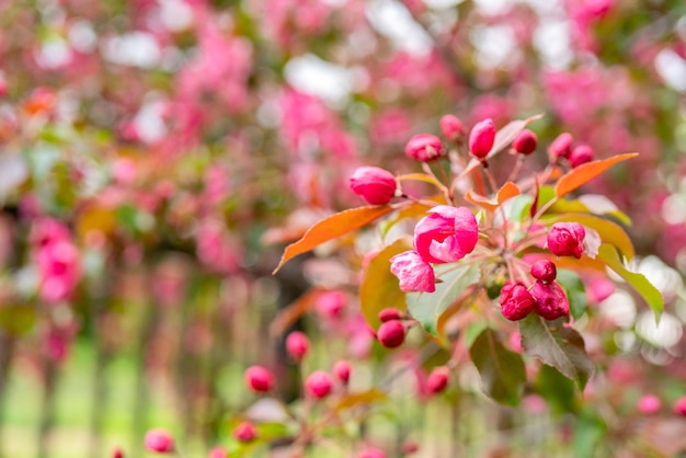 Fiori rosa di un melo Giardino fiorito primaverile