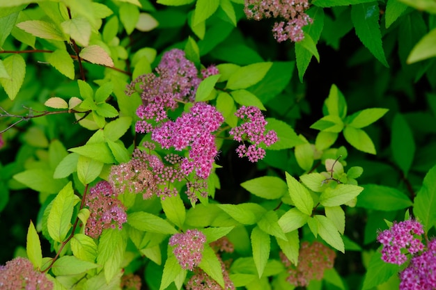 Fiori rosa di una spirea Spiraea japonica giapponese