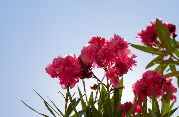 Fiori rosa dietro il cielo blu sull'isola di Corfù, in Grecia. Fiori di oleandro rosa, cielo azzurro dietro. Copia spazio per il testo. Estate.