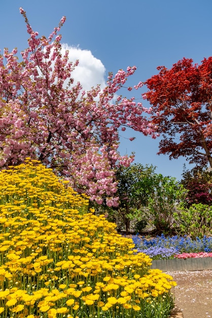 Fiori rosa doppi fiori di ciliegio in primavera