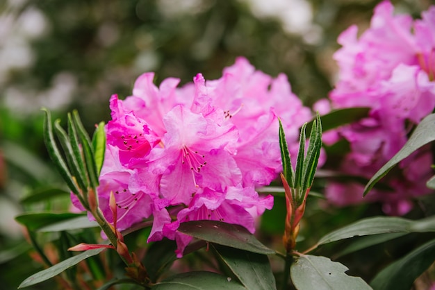 Fiori rosa e boccioli di rododendro all'aperto nel parco in primo piano tempo soleggiato