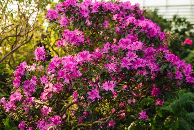 Fiori rosa e boccioli di rododendro sfondo sfocato