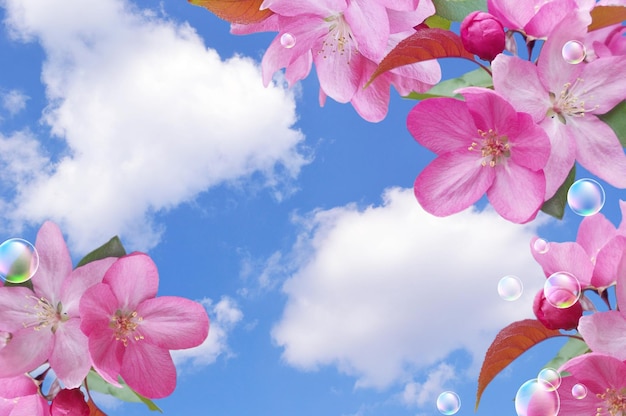 Fiori rosa e bolle contro il cielo delle nuvole