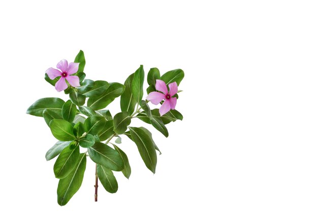 Fiori rosa e foglia verde isolati su sfondo bianco con percorsoFiori rosa