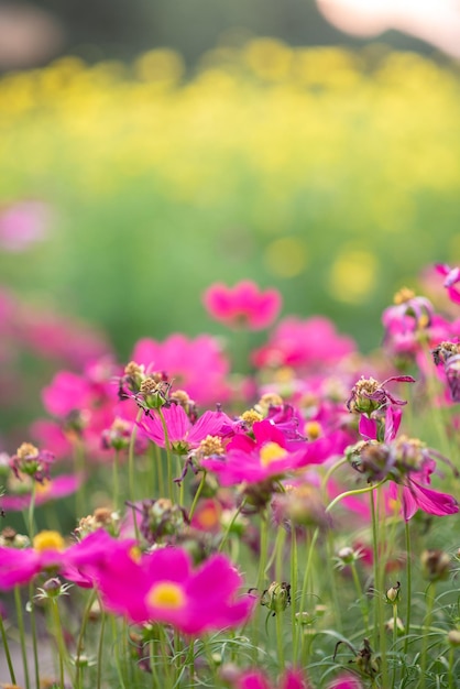 Fiori rosa e foglie verdi hanno bellissime scene principali verdi