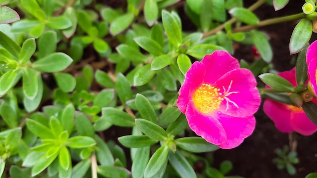 Fiori rosa e gialli che sbocciano al mattino 03