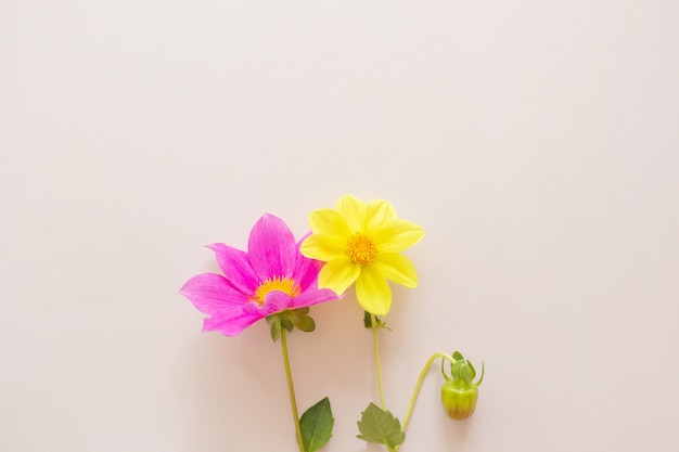 Fiori rosa e gialli della dalia su pastello