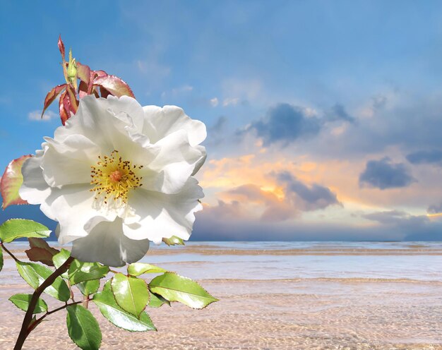 fiori rosa e pianta di palma verde mare blu e cielo rosa nuvoloso panorama, onda d'acqua