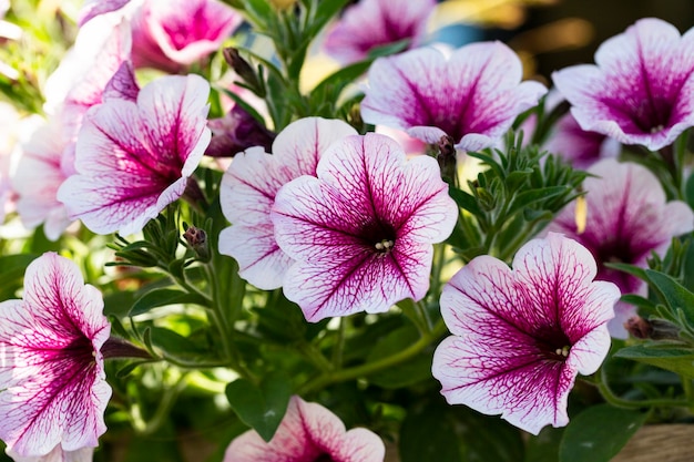 Fiori rosa e viola di surfinia e foglie verdi in giardino fresco con sfondo naturale