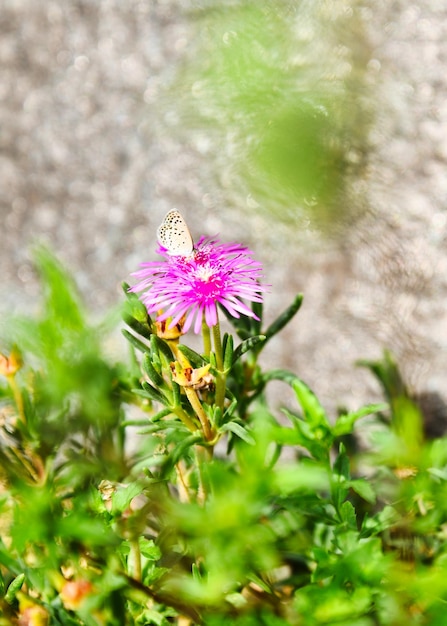 Fiori rosa, fiori selvatici, fiori primaverili, sfondo primaverile, sfondo floreale