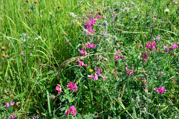 fiori rosa in erba verde isolati, primo piano