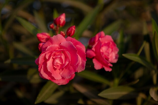 Fiori rosa in estate