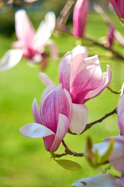 Fiori rosa in fiore della Mongolia nel parco.