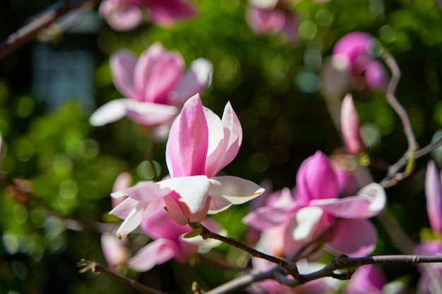 Fiori rosa in fiore della Mongolia nel parco