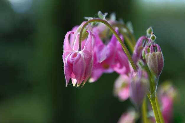 Fiori rosa in giardino. Bellissimi fiori di aquilegia sbocciano all'aperto in primavera