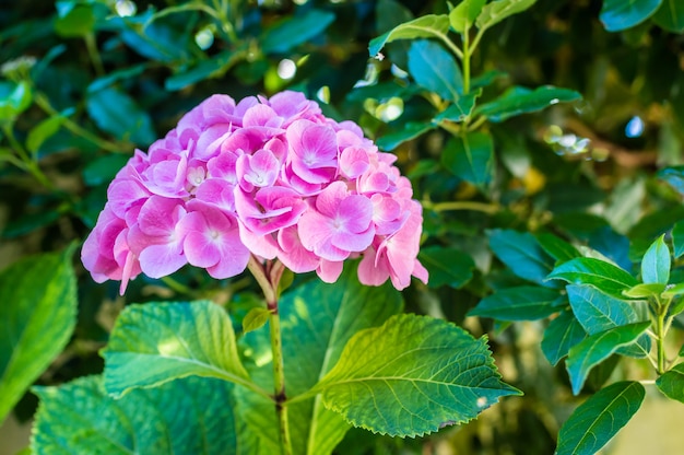 Fiori rosa in giardino