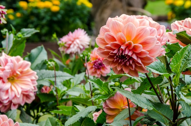 Fiori rosa in giardino