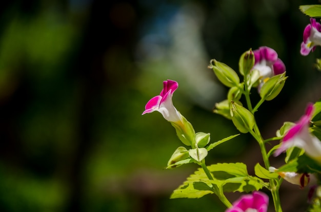 Fiori rosa in giardino