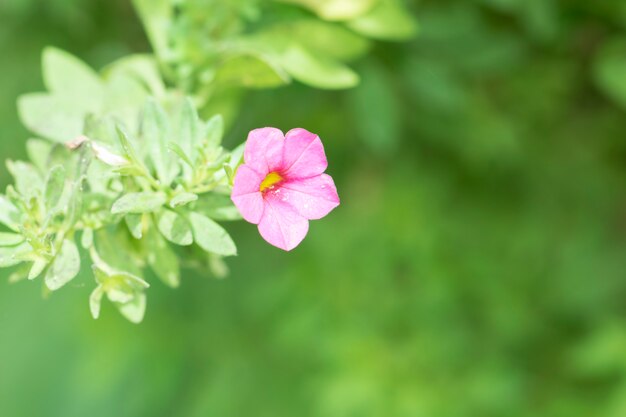 Fiori rosa in giardino